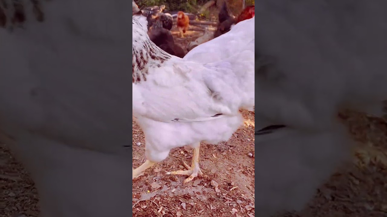 Silkie hens: perfect for backyard homesteading #chickens #backyardchickens