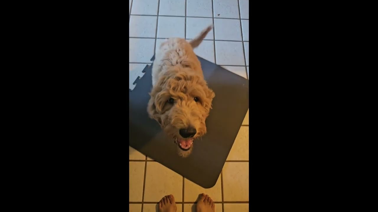 Dodi's first part of board and train with Gold Diamond Pup 🐶 