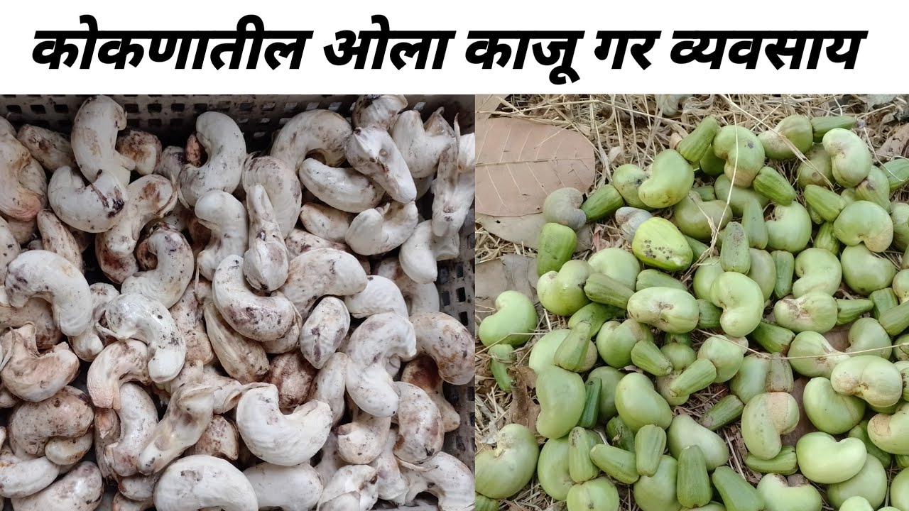 ओला काजू गर व्यवसाय| शेतकरी ते ग्राहक सेवा| स्वतःच माल स्वतःच विक्री करा| Cashew Farming 