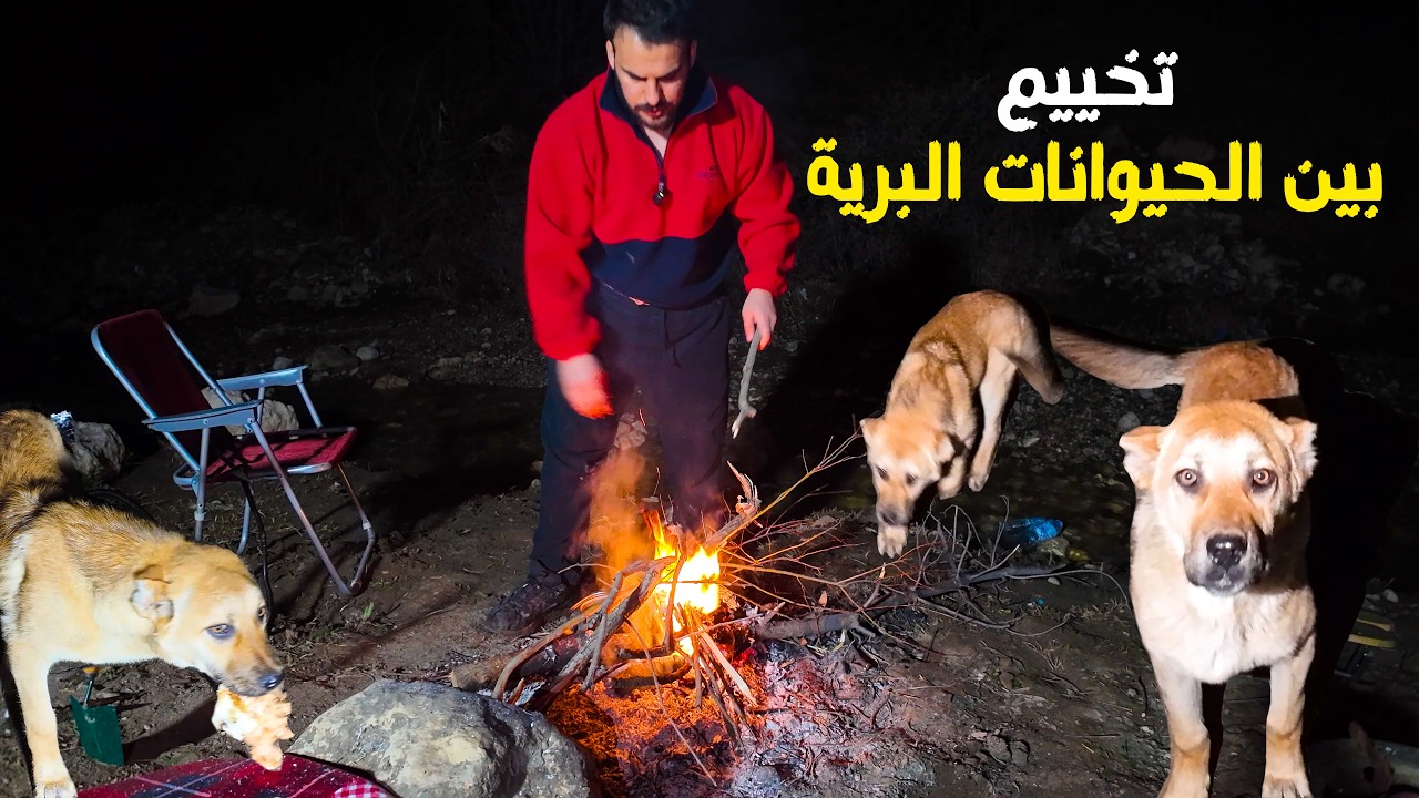 تخييم مع ذئاب وكلاب ليلة رعب 😯نمت وسط غابة مخيفة Camping in Kurdistan