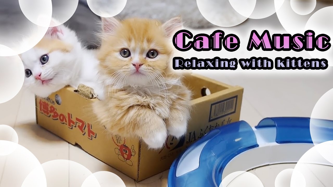 朝カフェBGM -子猫と爽やかなボサノバ -癒しと作業用BGMに relaxing Bossa nova