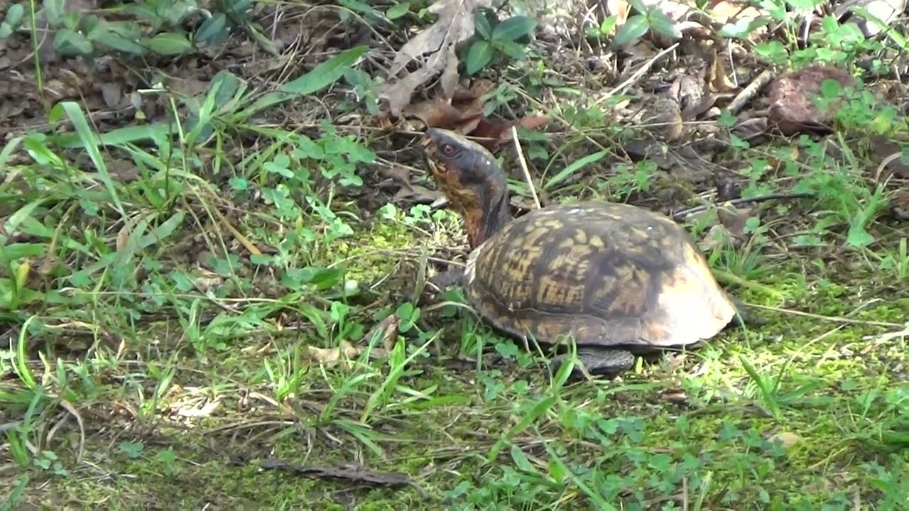 Box Turtles make last appearance to eat 1 October 2023