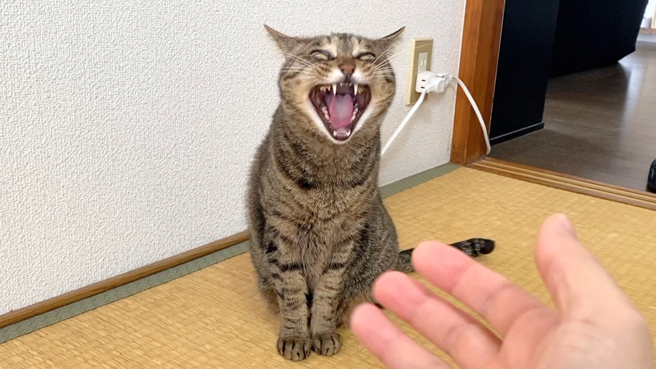 ※猫です(バケモノではありません)