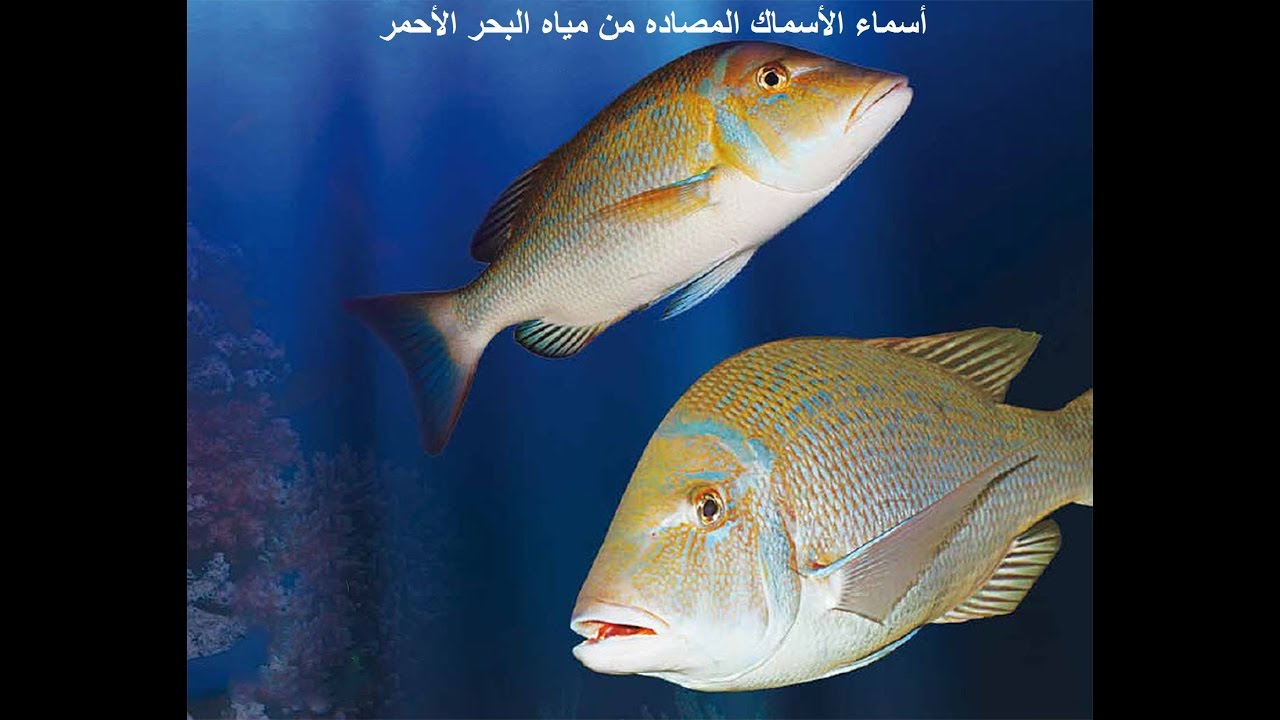 شاهد أكبر موسوعه صور توضح انواع و اسماء الأسماك السمك سمك البحر الأحمر