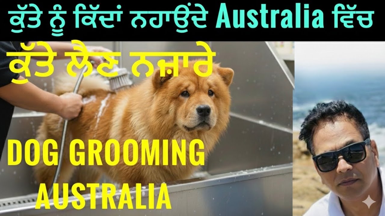 Relaxing Dog Grooming Shower Australia