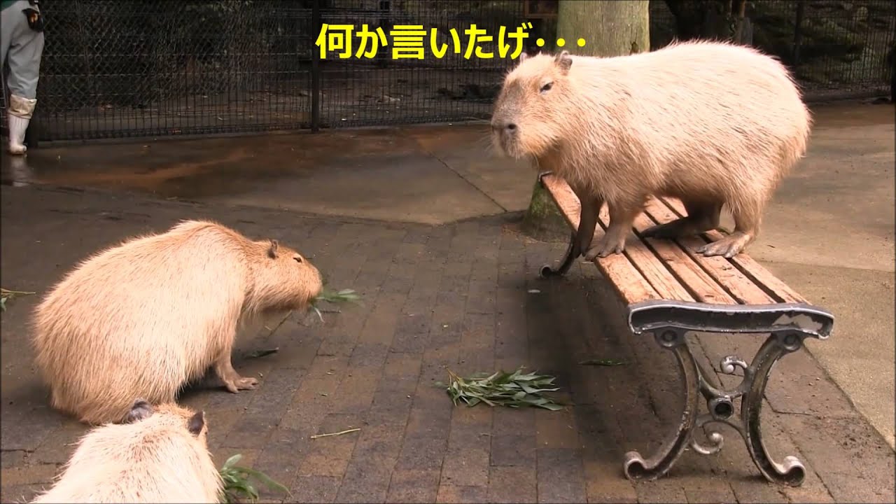 カピバラ （バイオパーク篇）カピバラに指図される人