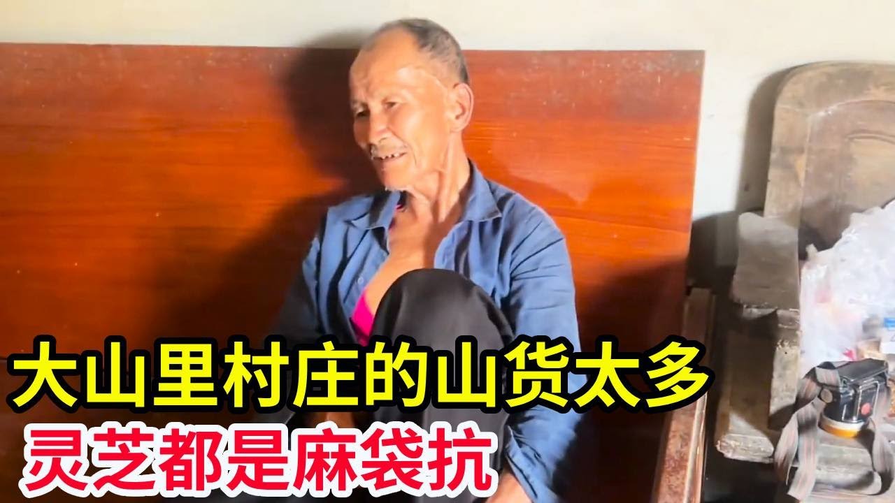 大山里村庄的山货太多，灵芝都是麻袋抗，根本收不完！【山农乐哥】