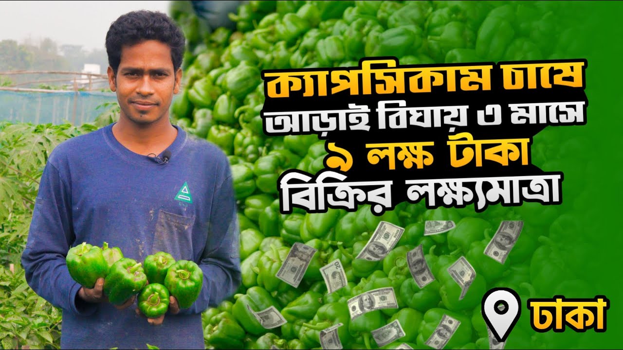 ক্যাপসিকাম চাষে সফলতা | ক্যাপসিকাম চাষ পদ্ধতি | ক্যাপসিকাম চাষ | Capsicum Cas