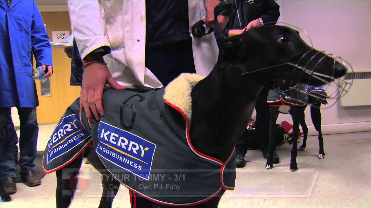 2015 semi-finals of the Kerry Agribusiness Irish St Leger