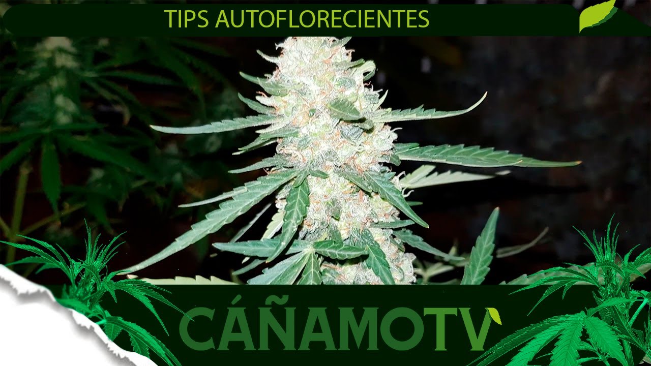TIPS B&Aacute;SICOS para el cultivo de AUTOFLORECIENTES 💡 Mars Hydro FC-E4800