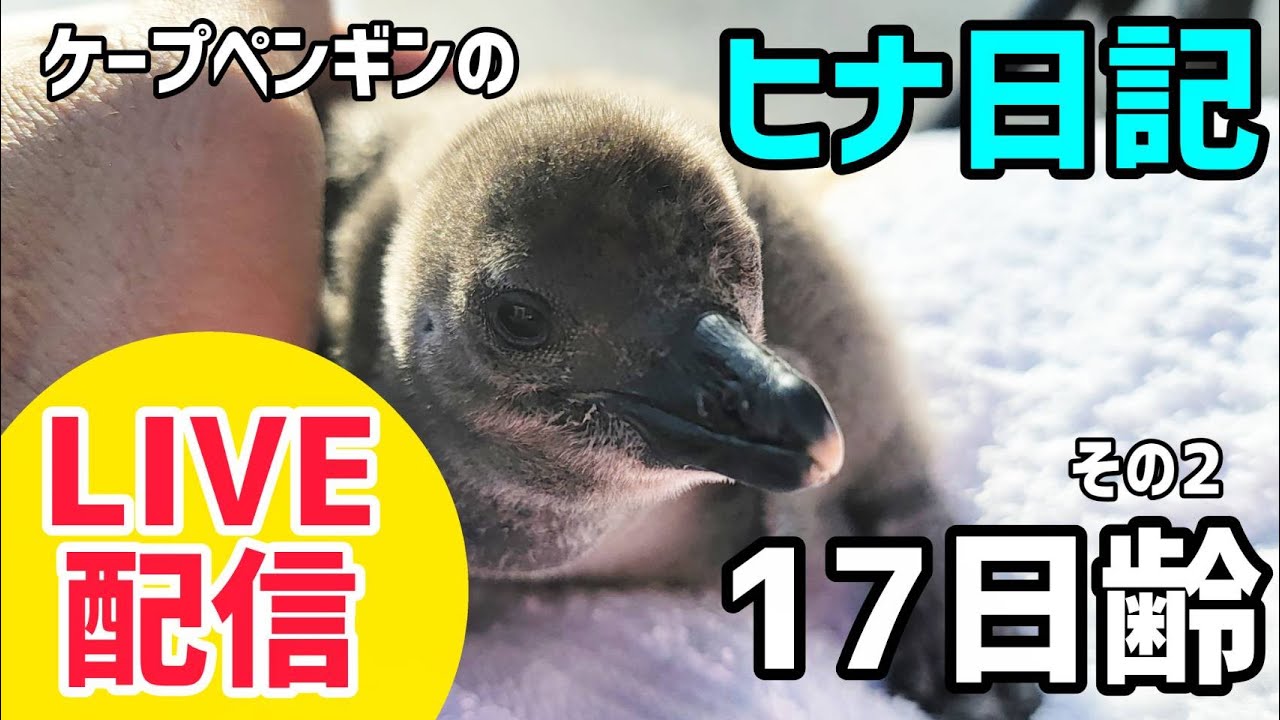 【LIVE配信】ケープペンギンのヒナ日記「17日齢」その②【劇団ペンターズ】#live #penguin #誕生