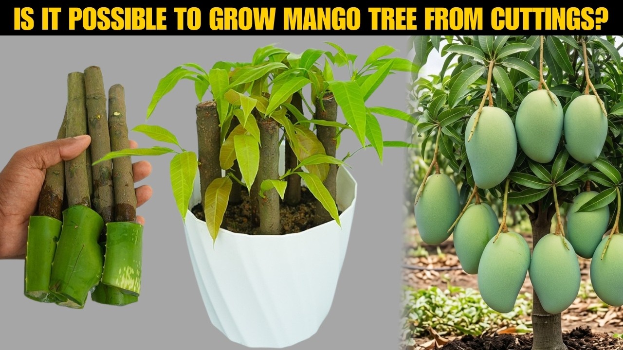 🥭Можно ли размножить манговое дерево черенками в домашних условиях?🌱
