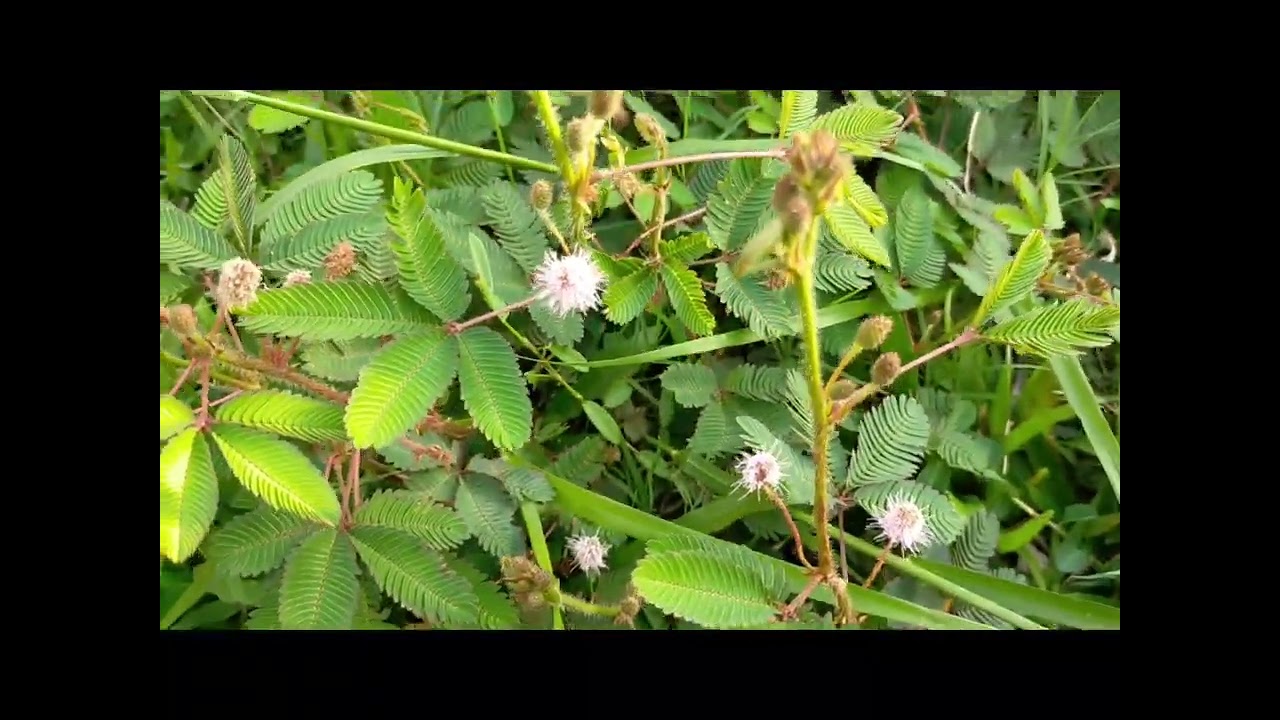 Jalan-jalan petang bermain dengan Rumput Malu.