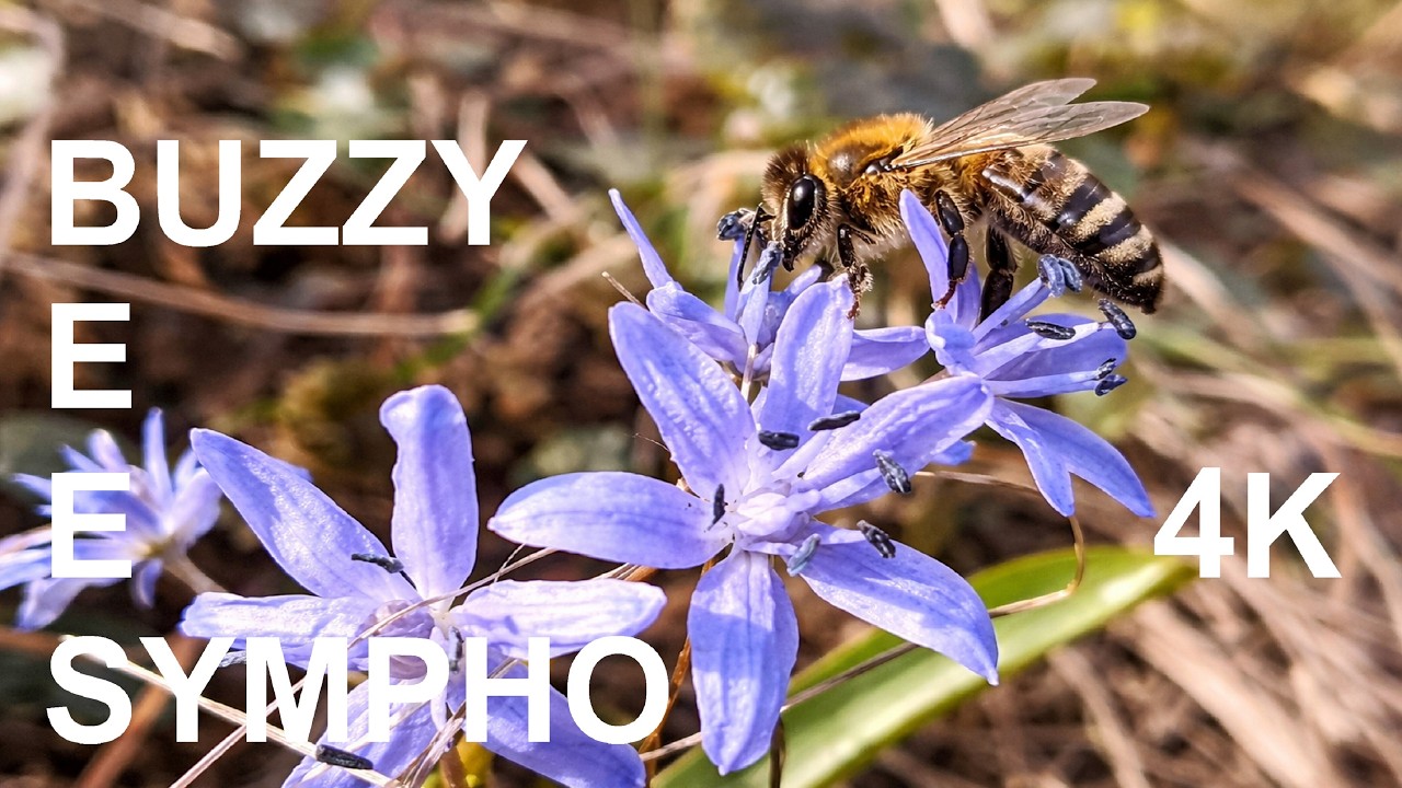 SPRING BUZZ SYMPHO #shortvideo #music #nature