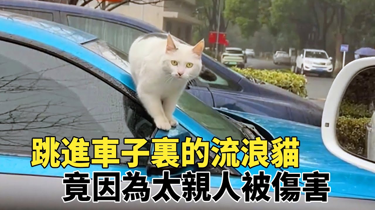 流浪貓爲求收留，主動跳進好心人的車裏，再次相遇時它滿身是傷