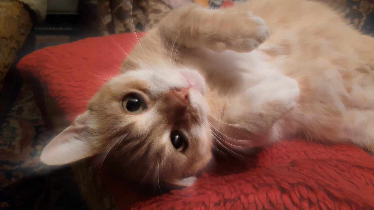 What Does My Cat Dream About?