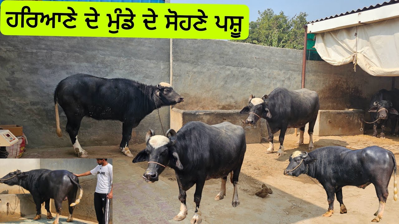 ਹਰਿਆਣੇ ਆਲੇ ਮੁੰਡੇ ਦੀਆ ਮੱਝਾਂ ਝੋਟੀਆ ਝੋਟੇ ਕੱਟੇ ਤੇ ਮਾਰੋ ਨਿਗਾਹ ਇੱਕ ਝੋਟਾਂ ਵੀ ਦੇਣਾਂ ਪਸ਼ੂ ਕਿਵੇ ਲੱਗੇ ? ਕਰੋ ਸ਼ੋਕ 