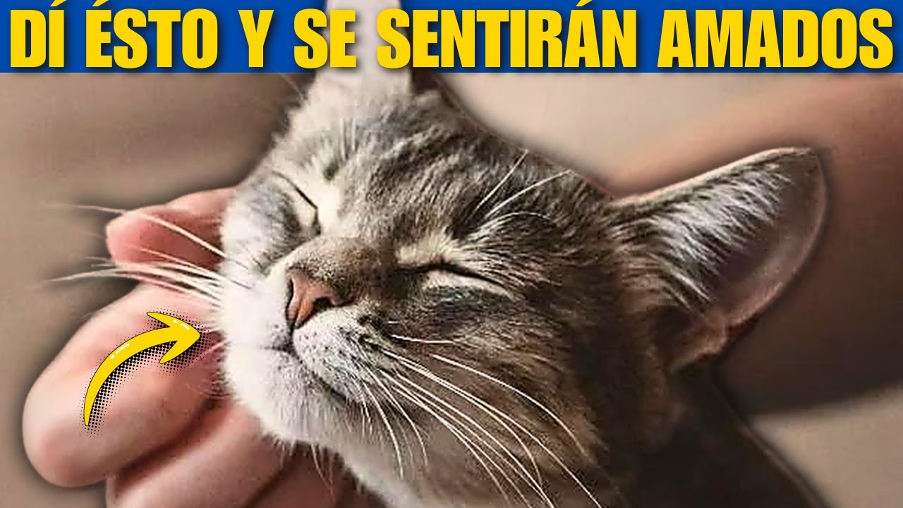 6 Palabras RARAS Que Harán Que Tu GATO Te Ame Al Momento