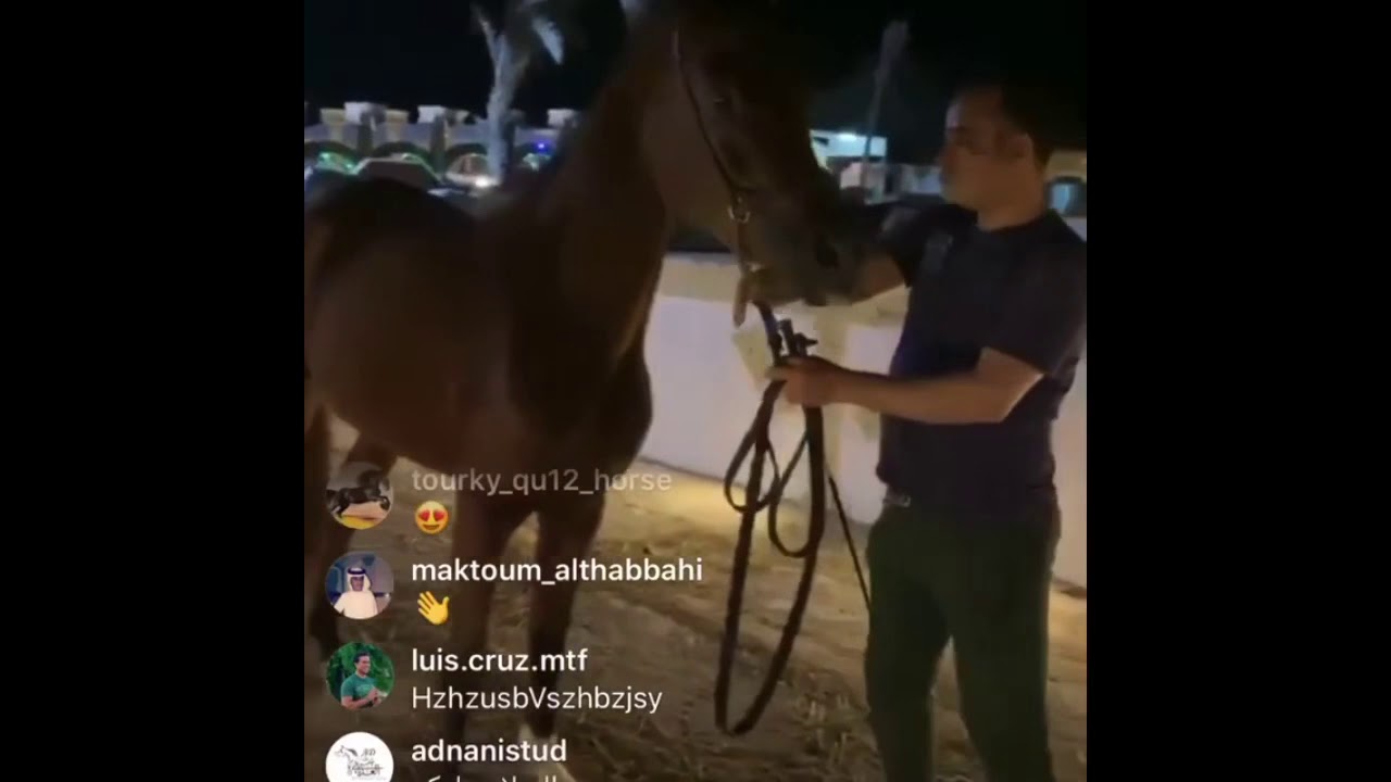 شرح مربط الجزيرة للخيول العربية في كيفية اقتناء الخيل العربية