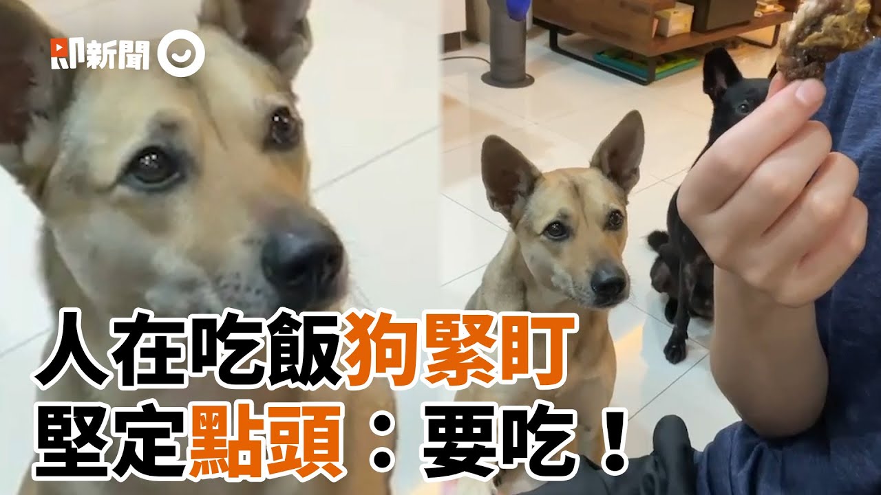 米克斯監督姐姐吃飯！緊盯手上肉肉：我要吃！｜寵物動物｜狗狗｜貪吃｜精選影片