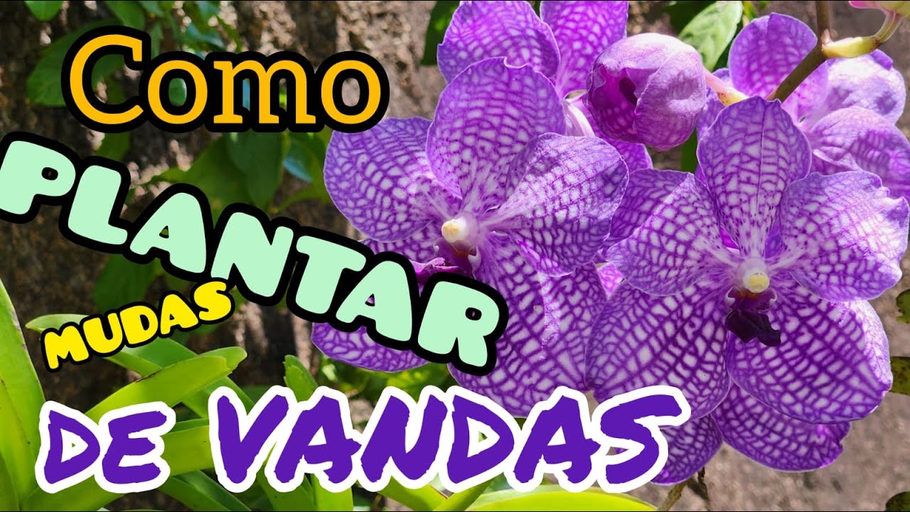 Como plantar mudas de Vanda