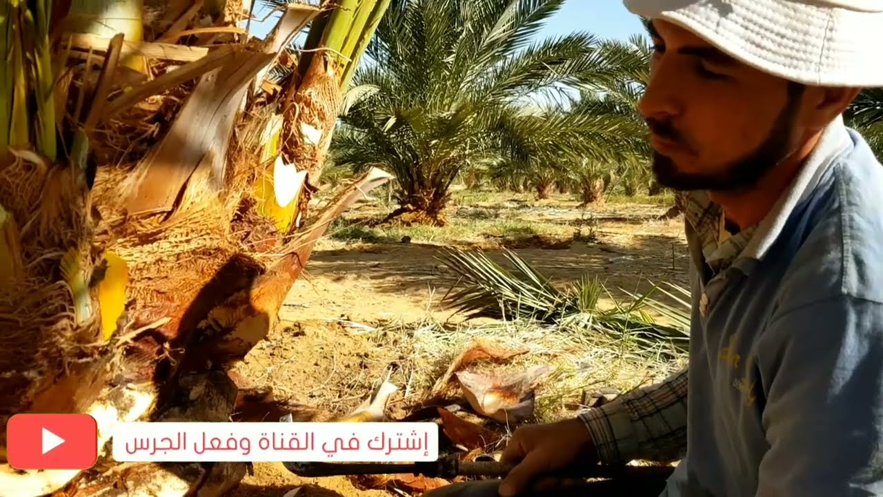 اهم عملية فى نخيل المجدول للحصول على فسائل لها جذور كثيرة  || عملية التكريب