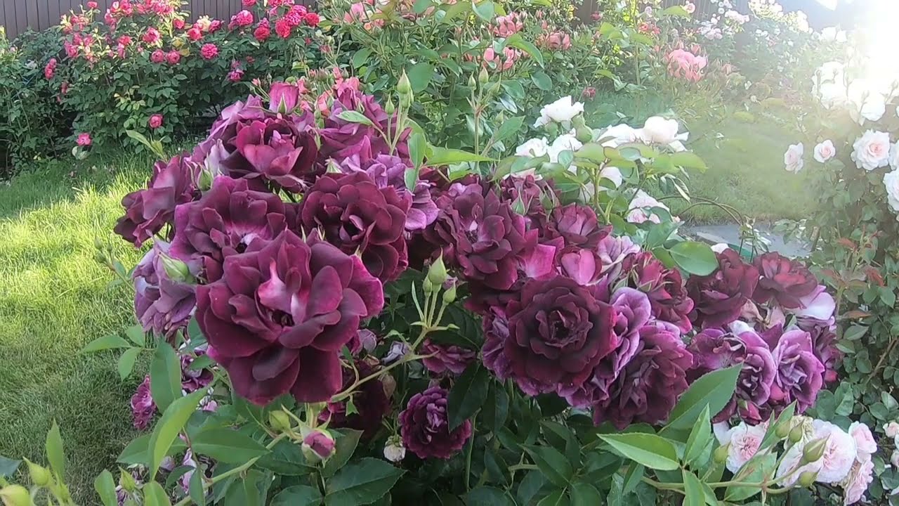 Розы группы флорибунда. Burgundy Ice (Бургунди Айс)
