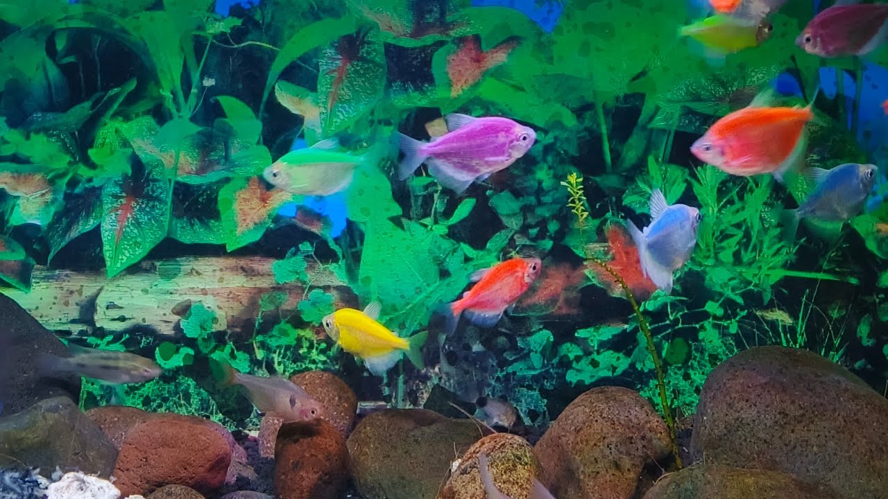 ikan lucu