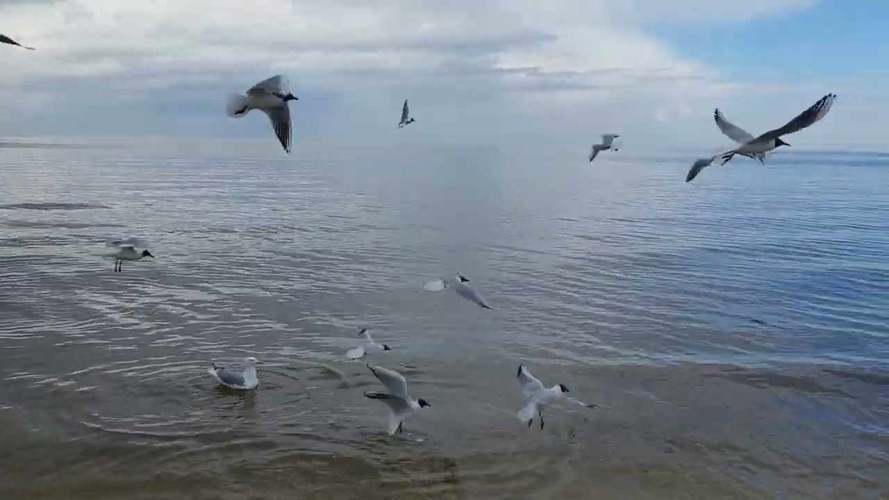 Прогулка вдоль моря. Jurmala 2022 .Балтийское море в июне. Юрмала.Дзинтари.Латвия.