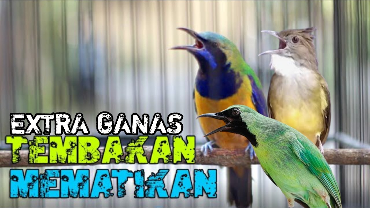 Jangan Putar Ini Kalau Belum Siap! Masteran Burung Level Dewa
