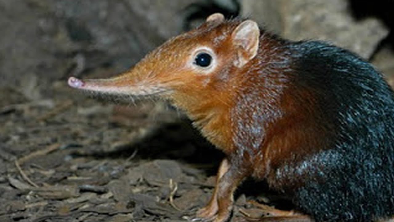 7 Elefanti Che Non Crederai Esistono Realmente