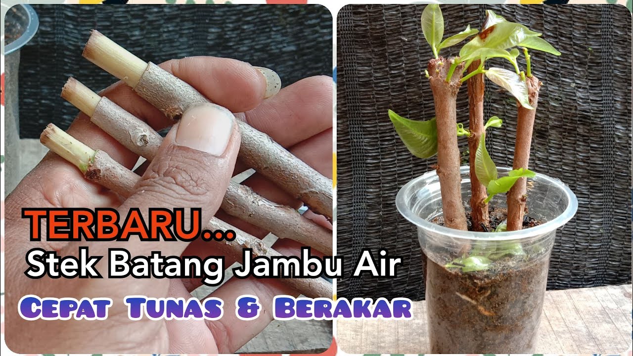Cara TERMUDAH