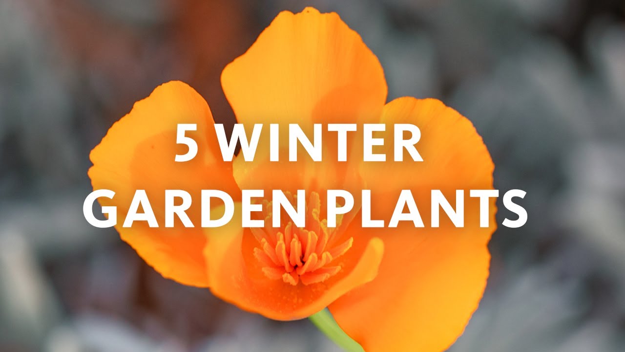 5 Winter Plants for Los Angeles | Know Your Garden #nhmla #california