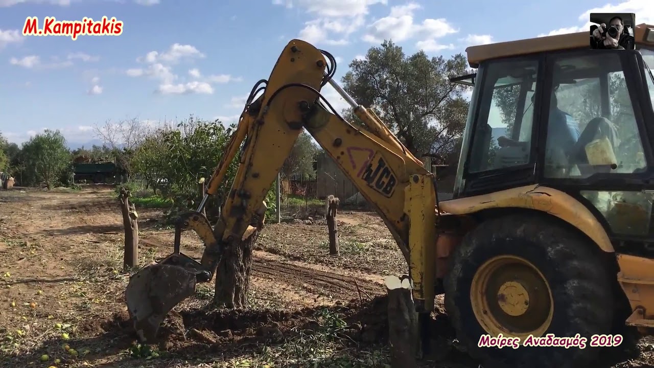 ξερίζωμα δένδρων 20 11 2019