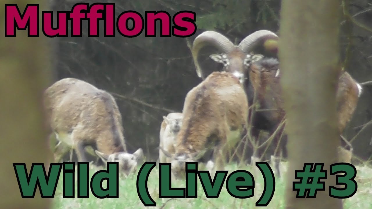 Wild (Live) - Wilde Mufflon Herde - Widder - Schafe