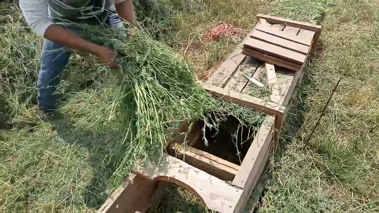 Haciendo pacas de alfalfa a mano!