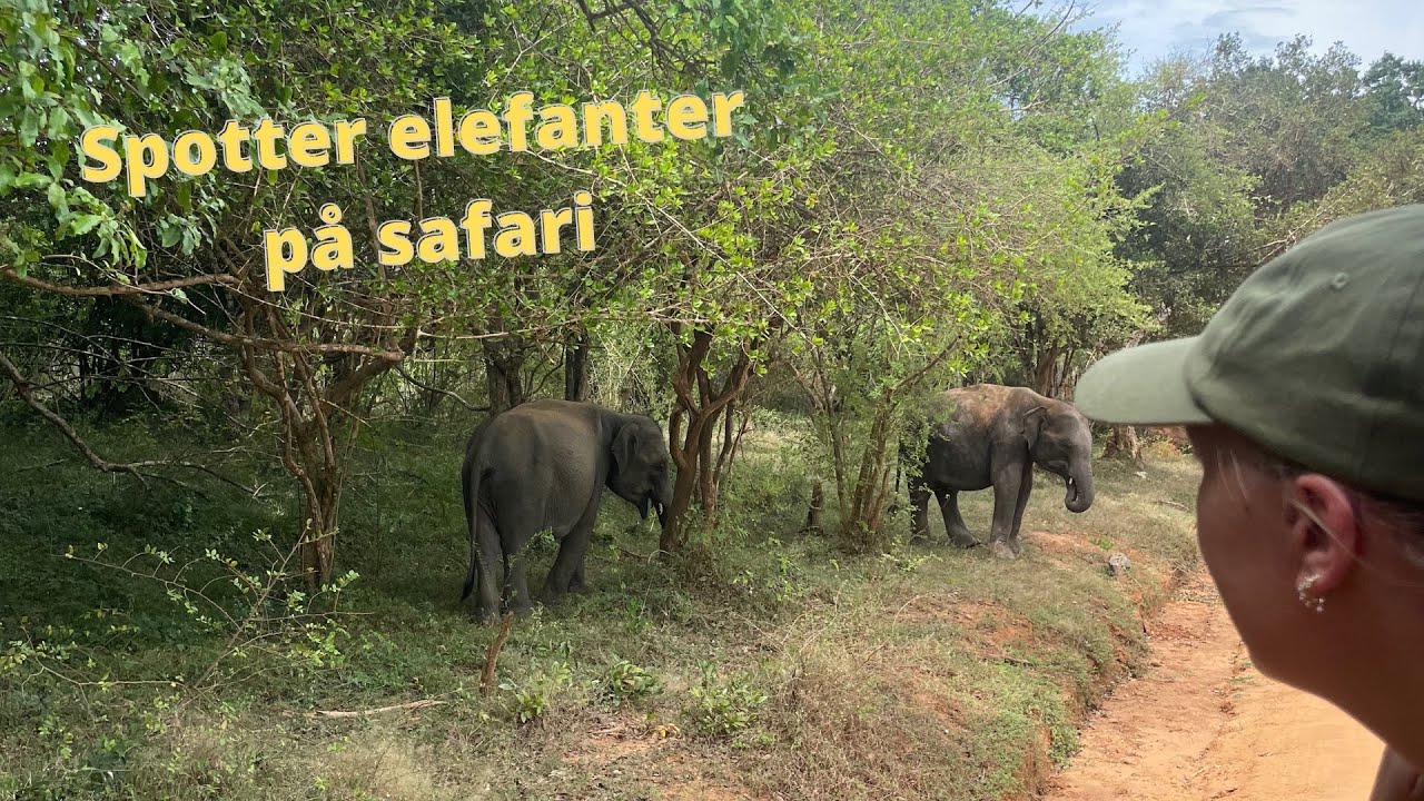 Sri Lanka vlog 1 | Turen derhen og de 3 første dage (Ahangama og Yala National Park)