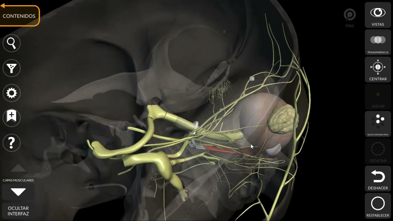 Nervio olfatorio neuroanatomia 3d