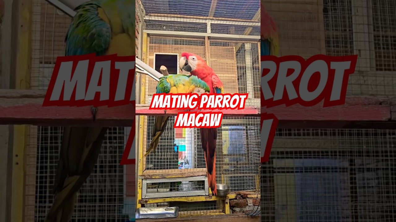 Mating Processs different macaw parrots to get a hybrid macaw #hybridmacaw #parrotlover #matingbird