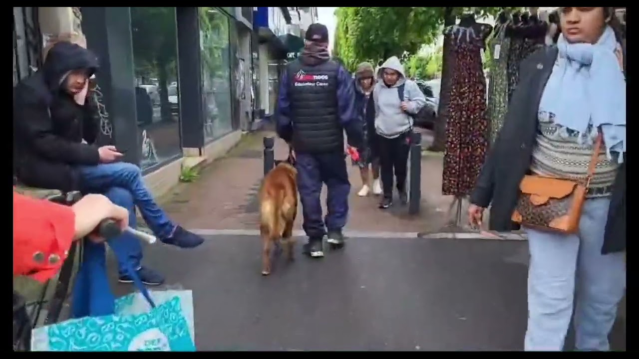 Kino la terreur #agressive #humains #chien