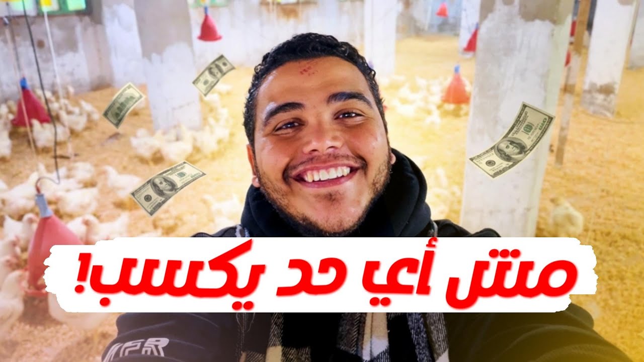 ليه في ناس بتسيب تربية الفراخ البيضاء؟