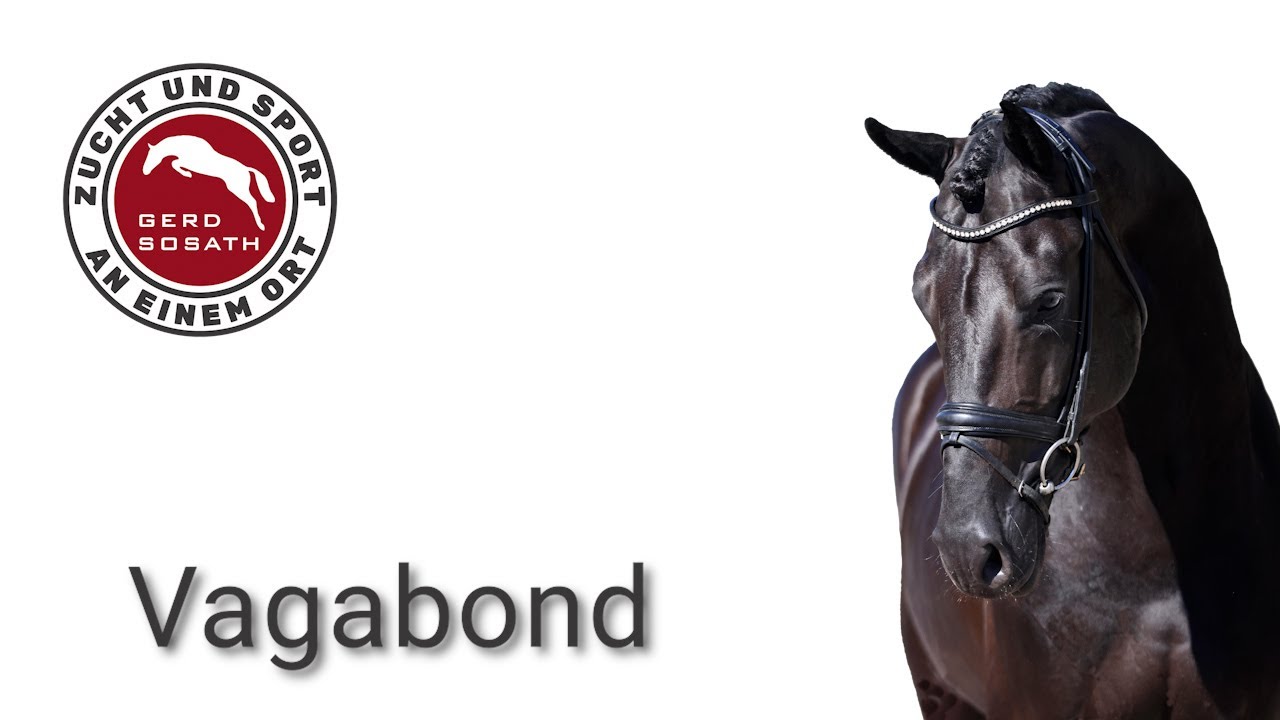 Vagabond *2015 by Vagabond de la Pomme x C-Indoctro