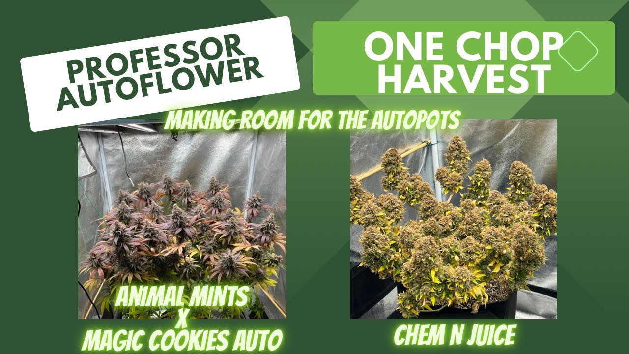 Professor Autoflower in One Chop Harvest w/ the Chem n Juice and Getting Ready for the Autopots