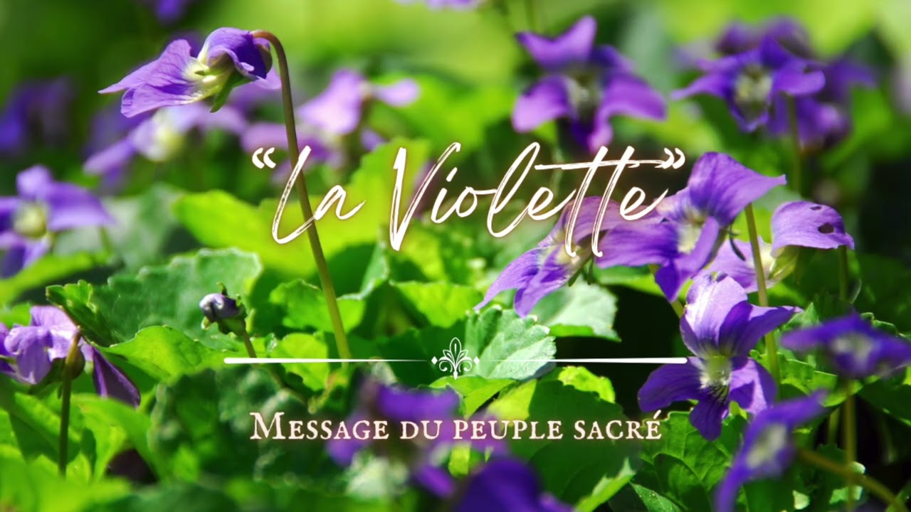 Message du peuple sacré - La Violette