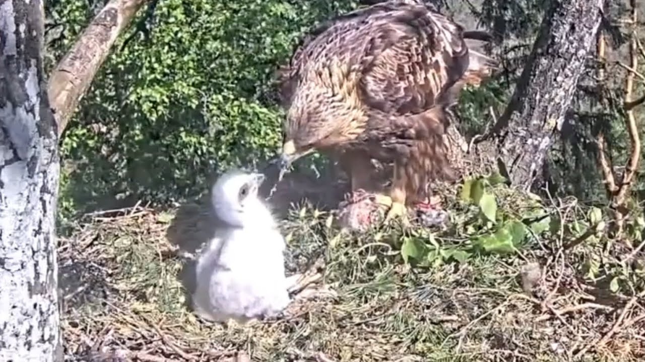 One more breakfast feeding for cute eaglet | Kaljukotkas | Golden Eagle | May 26, 26