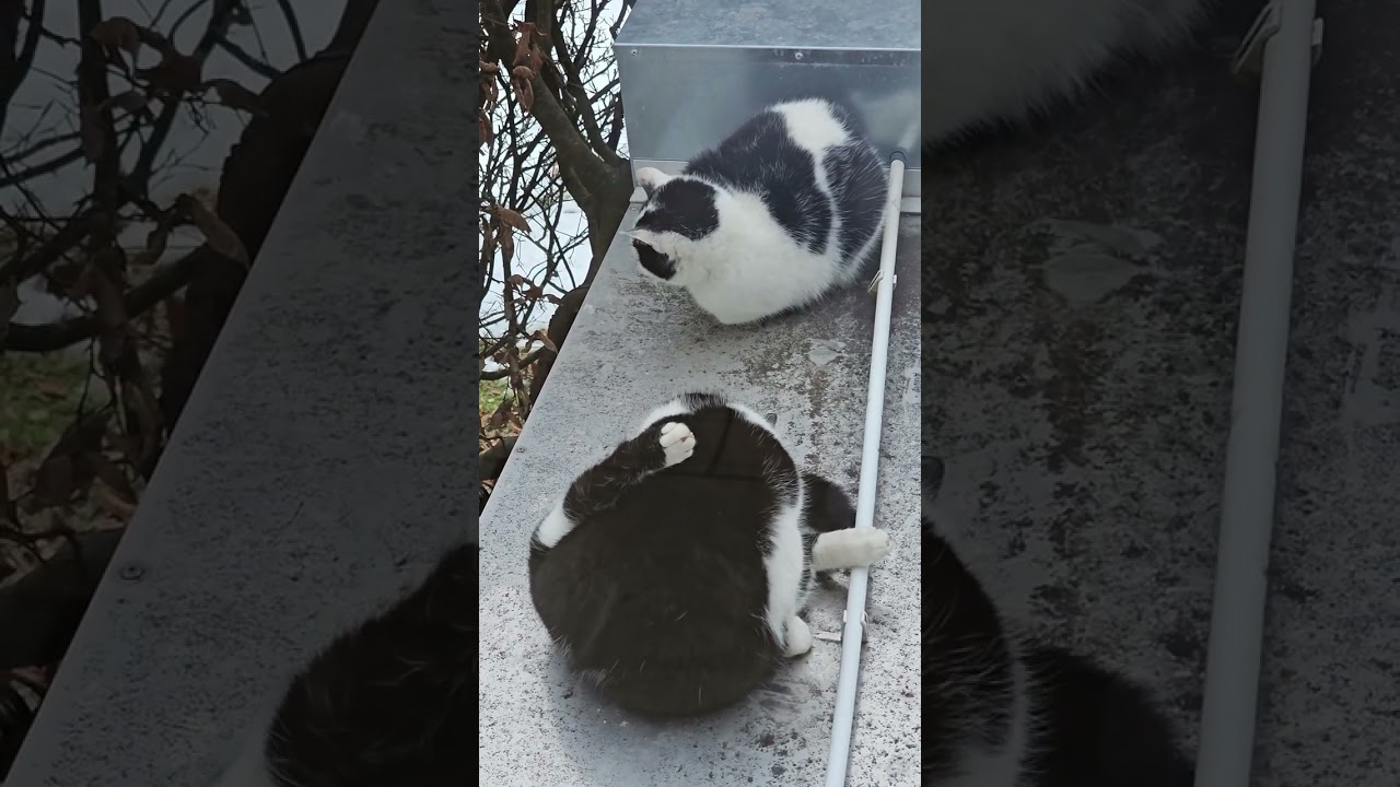 This is cat's life every day in winter. #cat #cute #catvideos #funnycats #adorable