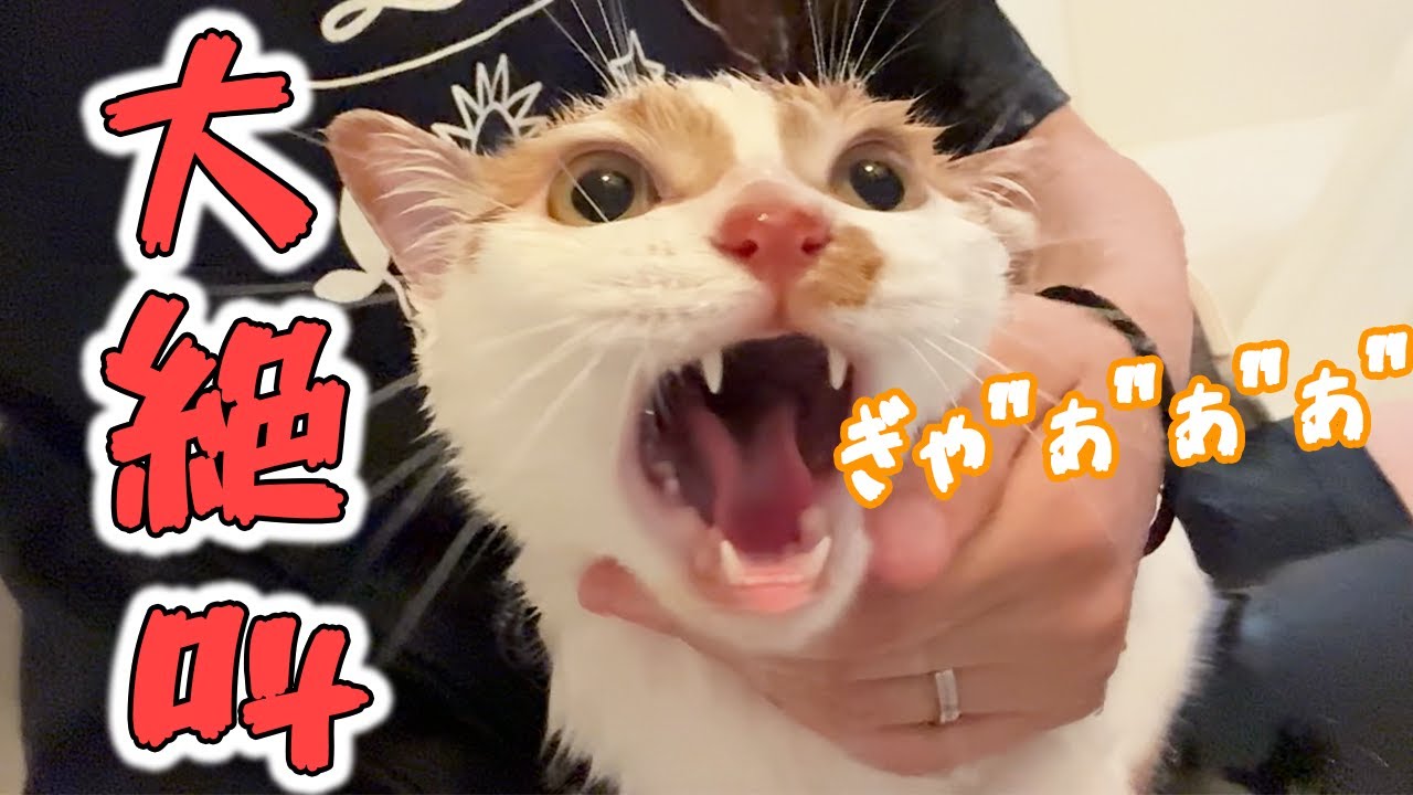 嘔吐物を背中で受け止めた猫のシャンプーをします…！