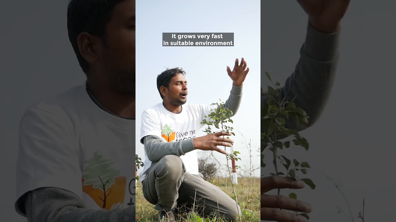 The Benefits of Sheesham Tree | Indian Rosewood