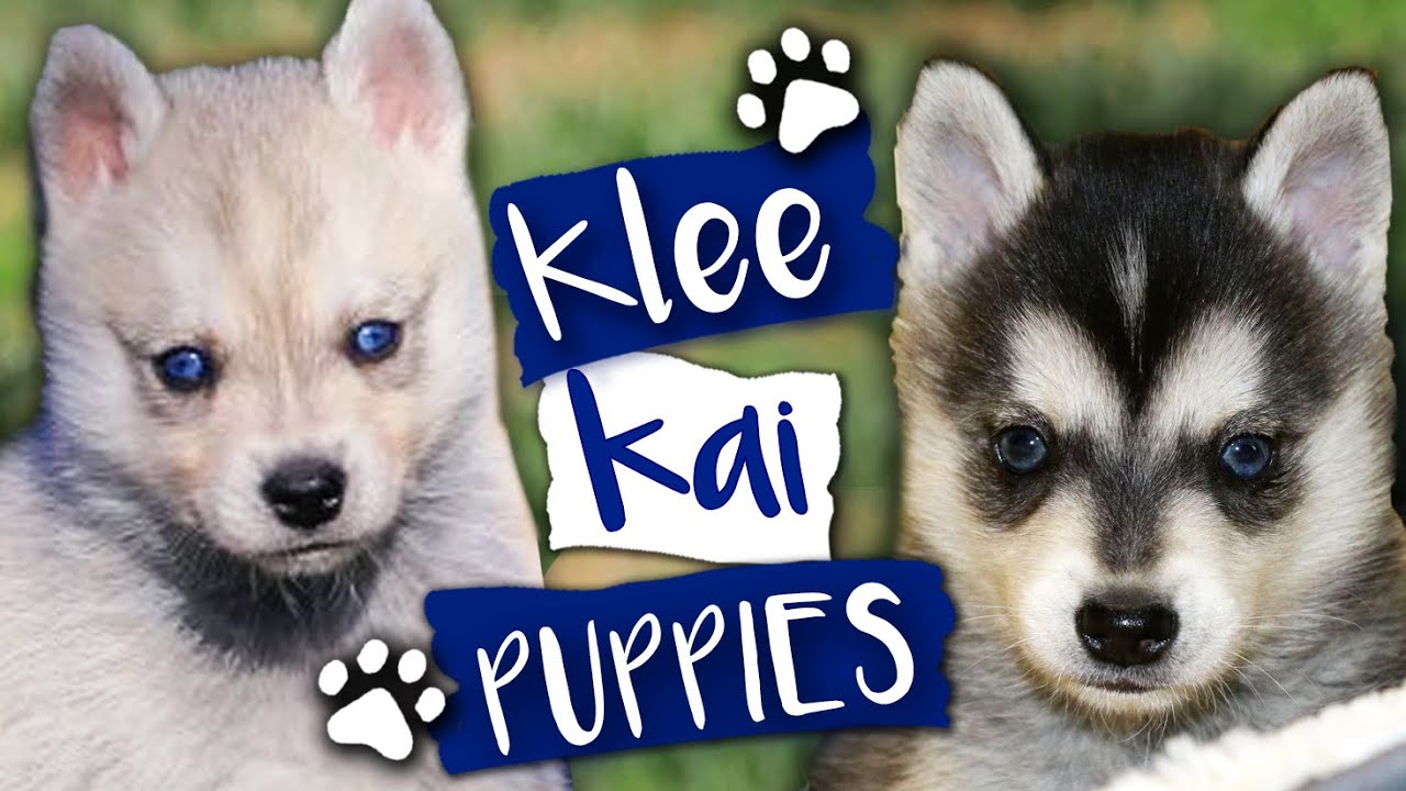 Alaskan Klee Kai - Puppies Playing & Barking