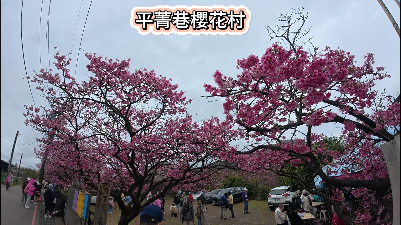1月31日平菁街櫻花巷